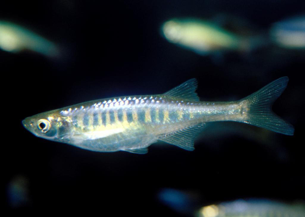 Danio malabaricus (Danio gigante)